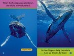Whales: National Geographic PreReader