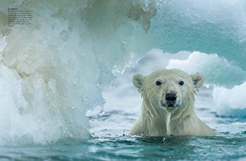 World's Species: Stunning Bear Photographs
