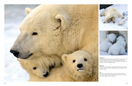 World's Species: Stunning Bear Photographs