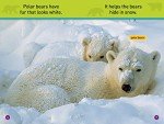National Geographic Bears: All About Bears (Prereader)