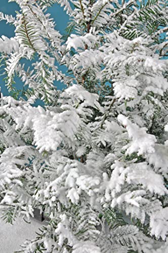 Supa Snow Kit - Self Adhesive Artificial Fake Snow for Christmas Decoration 500g