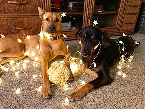 Timewanderer Warm White String Fairy AA Battery Operated Bright LED Decorative Lights Clear Wire for Christmas DIY (5M 50 Stars)