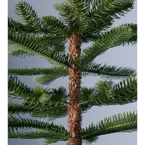 Christmas Tree - 6ft Nordmann Fir Green