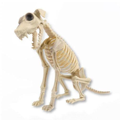 FabFinds Novelty Halloween Spooky Standing Animal Skeleton Decoration Large (L34cmXW14cm) (Natural Dog)