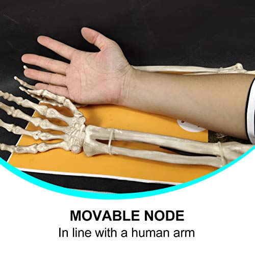 TOYANDONA Skeleton Arms and Hands Realistic Looking Skeleton Stakes Yard Lawn Stakes for Halloween Haunted House Groundbreakers Decor