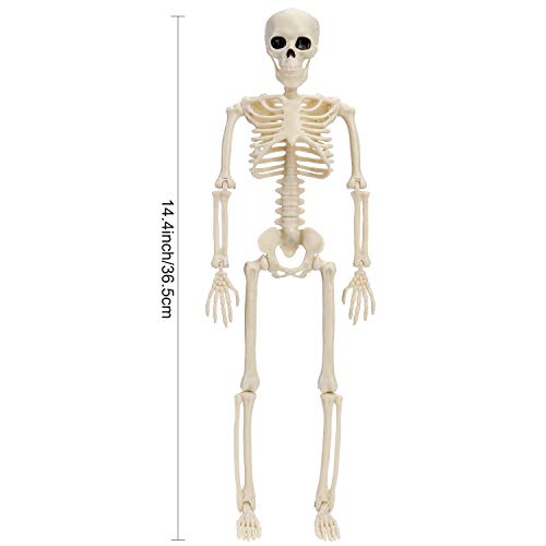 Qpout 2 Pack 16" Halloween Skeleton Full Body Posable Joints Skeletons, Halloween Skeleton Decorations for Halloween Party Haunted House Accessories Bar Graveyard Decorations Party Supplies