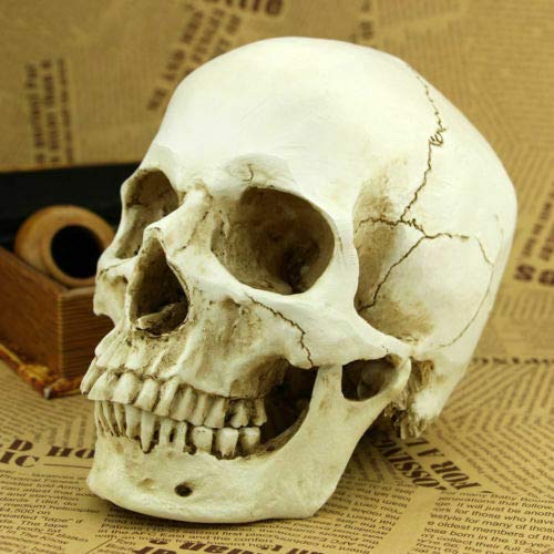 SWL-seller White Resin Replica Skull 1:1 Realistic Life Size Human Anatomy Halloween Decor
