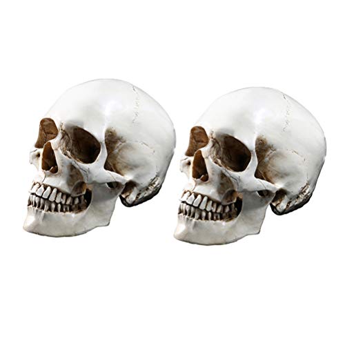 Amosfun 2 Pcs Human Skull Teaching Model Lifesize 1:1 Human skeleton Anatomical Head Bone Model Halloween Decoration