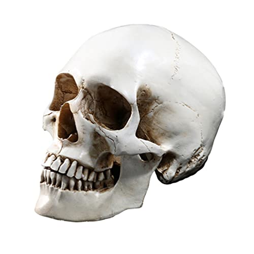 ABOOFAN Halloween Life Size Human Skull Model Decors- 1: 1 Looking Skulls Skeleton Head for Halloween Bar Home Table Decoration