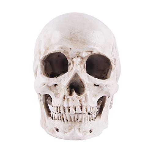 BESTOYARD Simulation Resin Lifesize 1:1 Human Skull Model Medical Anatomical Tracing Medical Teaching Skeleton Halloween Decoration Statue