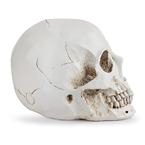 VOANZO Realistic Skull Head Statue Human Skeleton Figurines Head Bone Model for Halloween Bar Home Table Decoration
