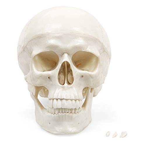Elementary Anatomy 1022433 Spooky Halloween Skill - The Budget Skull - Life Size Human Skull model - 3-Part - Halloween