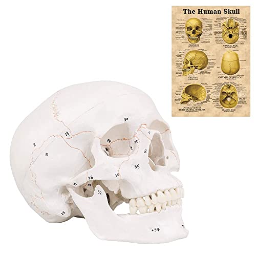 MIIRR Life Size Skull Model, Labeled Numbered Skull Model, 3 Parts, Medical Quality, Removable Human Adult Skull Anatomical Model, for Medical Teaching Learning, Medical Students