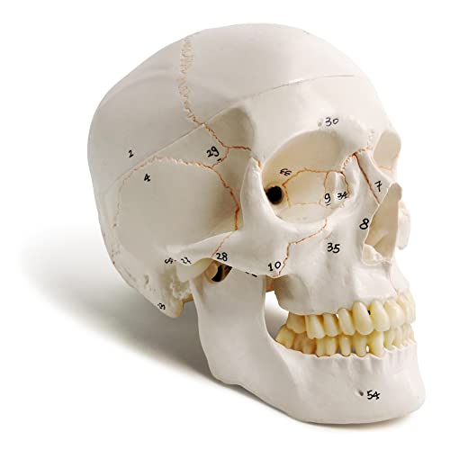 Classic Human Skull Model, Life Size (9" Height), Medical Quality - 3 Part - W/Sutures Painted, 54pcs Labeled Numbered; for Medical Student; Shows Most Major Foramen, Fossa, and Canals