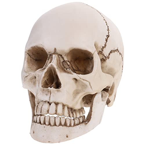 BESTOYARD Human Skull Model for Anatomy Life Size Replica Resin Medical Anatomical Tracing Medical Teaching Skeleton Halloween Decoration Statue