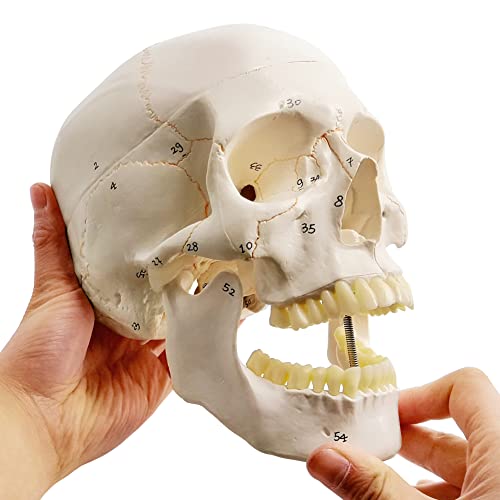 Classic Human Skull Model, Life Size (9" Height), Medical Quality - 3 Part - W/Sutures Painted, 54pcs Labeled Numbered; for Medical Student; Shows Most Major Foramen, Fossa, and Canals
