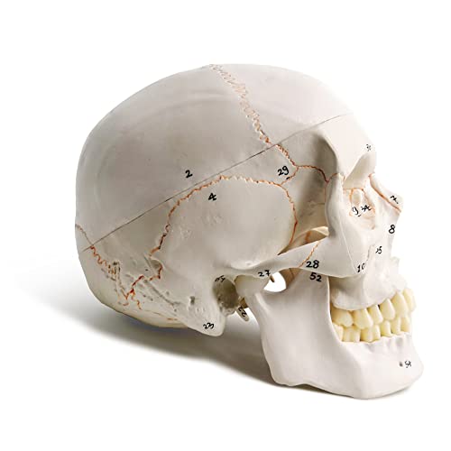 Classic Human Skull Model, Life Size (9" Height), Medical Quality - 3 Part - W/Sutures Painted, 54pcs Labeled Numbered; for Medical Student; Shows Most Major Foramen, Fossa, and Canals