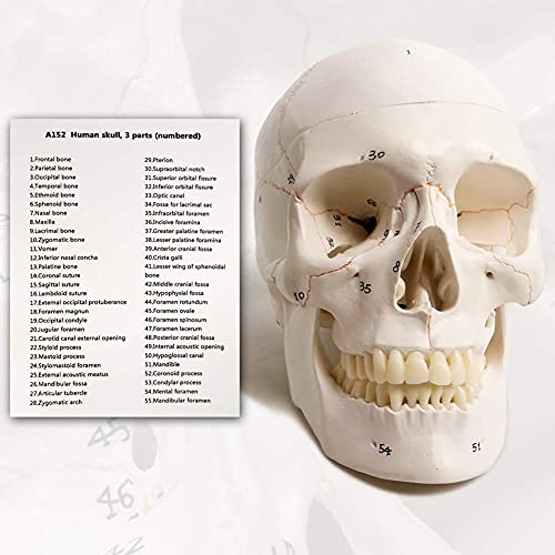 Classic Human Skull Model, Life Size (9" Height), Medical Quality - 3 Part - W/Sutures Painted, 54pcs Labeled Numbered; for Medical Student; Shows Most Major Foramen, Fossa, and Canals