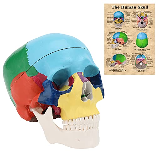 MIIRR Life Size Colorful Human Skull Model -Skeleton Head Skull Model -Includes Full Set of Teeth, Removable Skull Cap and Articulated Mandible(Asia Style)