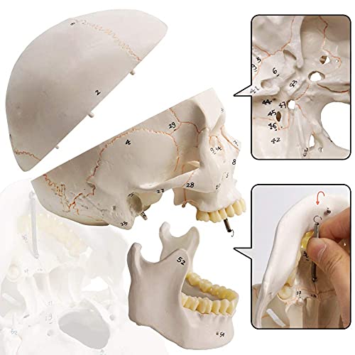 Classic Human Skull Model, Life Size (9" Height), Medical Quality - 3 Part - W/Sutures Painted, 54pcs Labeled Numbered; for Medical Student; Shows Most Major Foramen, Fossa, and Canals