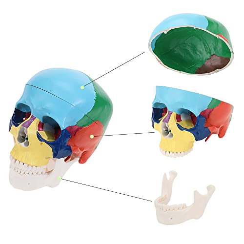 MIIRR Life Size Colorful Human Skull Model -Skeleton Head Skull Model -Includes Full Set of Teeth, Removable Skull Cap and Articulated Mandible(Asia Style)