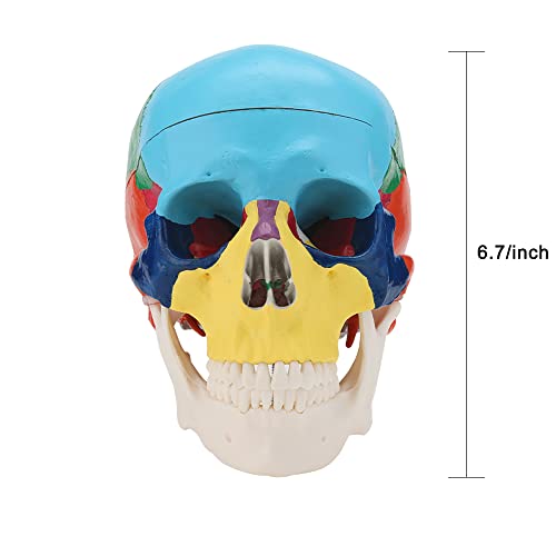 MIIRR Life Size Colorful Human Skull Model -Skeleton Head Skull Model -Includes Full Set of Teeth, Removable Skull Cap and Articulated Mandible(Asia Style)