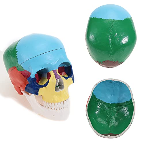 MIIRR Life Size Colorful Human Skull Model -Skeleton Head Skull Model -Includes Full Set of Teeth, Removable Skull Cap and Articulated Mandible(Asia Style)