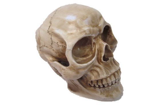 Fat-catz-copy-catz Life size human skull skeleton scientific anatomical realistic model