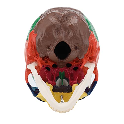 MIIRR Life Size Colorful Human Skull Model -Skeleton Head Skull Model -Includes Full Set of Teeth, Removable Skull Cap and Articulated Mandible(Asia Style)
