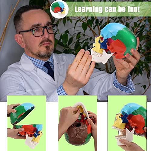 MIIRR Life Size Colorful Human Skull Model -Skeleton Head Skull Model -Includes Full Set of Teeth, Removable Skull Cap and Articulated Mandible(Asia Style)