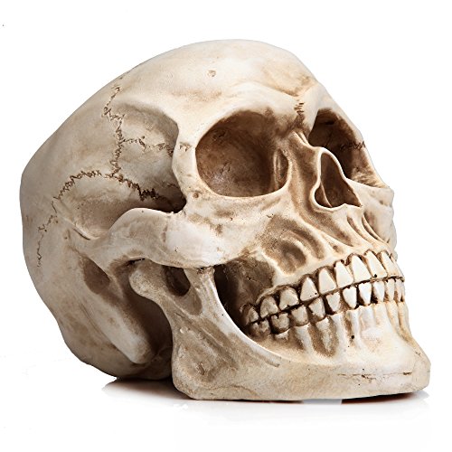 READAEER Life Size Skeleton Replica Realistic Human Skull Head Bone Model (Normal)