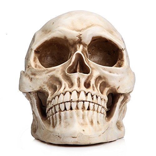 READAEER Life Size Skeleton Replica Realistic Human Skull Head Bone Model (Normal)