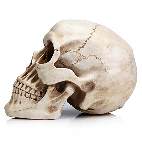 READAEER Life Size Skeleton Replica Realistic Human Skull Head Bone Model (Normal)