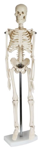PHYSIQUE Mini Human Skeleton Model - Human Body Skeleton, Perfect for Anatomy Classes, Realistic and Flexible, 40cm Tall