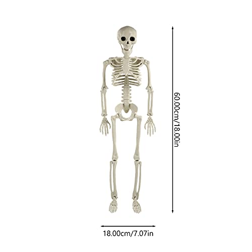 TOYANDONA Life Size Human Skeleton: Halloween Prop Decorations- with Bending Articulated Bone Joints that Stay in Place Halloween Spooky Party Favor