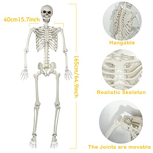 Halloween Posable Skeleton - 165cm Realistic Life Size Human Skeleton Bones with Movable Joints for Halloween Haunted House Decoration