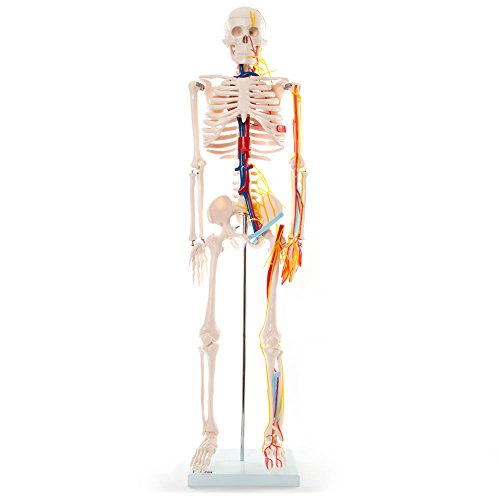 66fit Skeleton With Nerves and Blood Vessels - 85cm - Medical Educational Training Aid