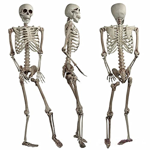 Halloween Decoration Skeleton Poseable Decoration Life Size 165cm Party Prop Graveyard Bones
