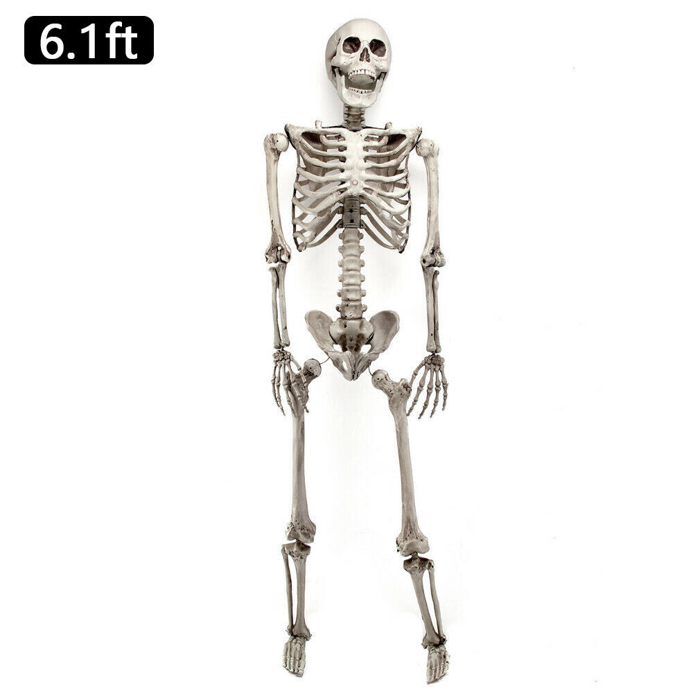 Skeletons