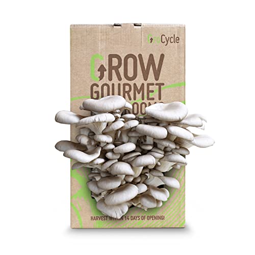 GroCycle Oyster Mushroom Growing Kit | Gardening Gifts - Grow Your Own Mushrooms Kit | | Fun to Grow & Delicious to Eat | Ready to Cook in 14 Days