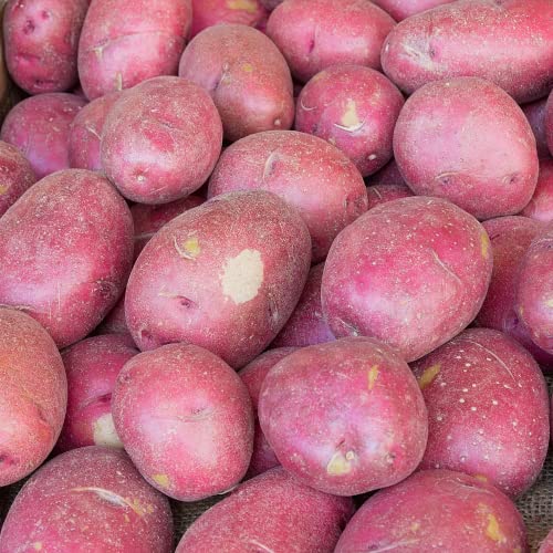 Fresh Red Skin Potatoes - 10kg Box - From Paterson's Fresh