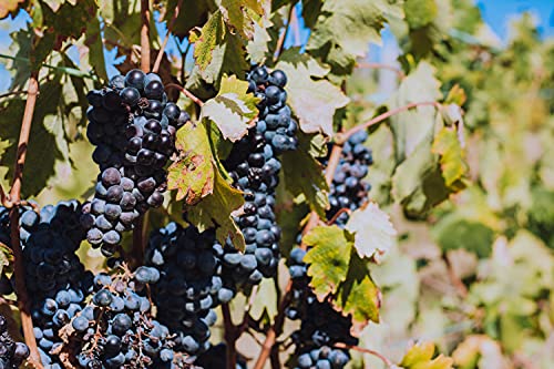 Selection Bordeaux - Gift box 3 Red Wines with gold medal in wooden case - Ideal to offer - Origin : Bordeaux, France (3 x 0.75 l)