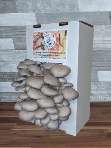Mushroom Grow kit - Ready to Grow Blue Oyster Mushroom kit, (Pleurotus ostreatus) Foragers Table