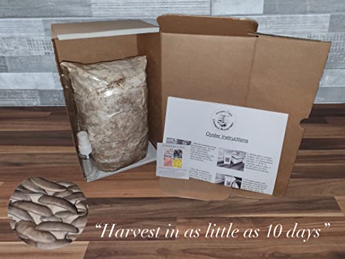 Mushroom Grow kit - Ready to Grow Blue Oyster Mushroom kit, (Pleurotus ostreatus) Foragers Table