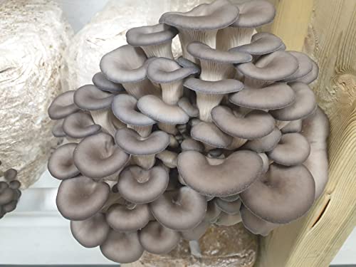Mushroom Grow kit - Ready to Grow Blue Oyster Mushroom kit, (Pleurotus ostreatus) Foragers Table