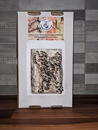 Mushroom Grow kit - Ready to Grow Blue Oyster Mushroom kit, (Pleurotus ostreatus) Foragers Table