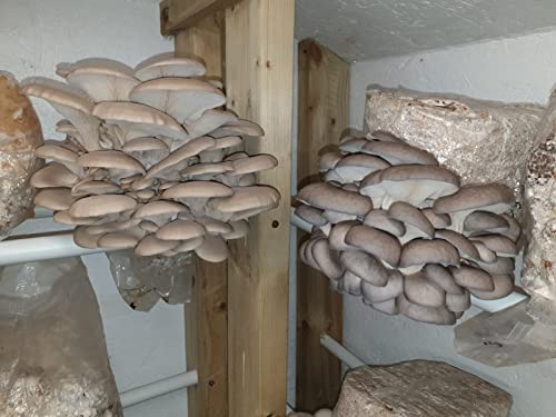 Mushroom Grow kit - Ready to Grow Blue Oyster Mushroom kit, (Pleurotus ostreatus) Foragers Table