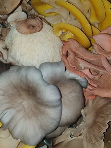 Mushroom Grow kit - Ready to Grow Blue Oyster Mushroom kit, (Pleurotus ostreatus) Foragers Table