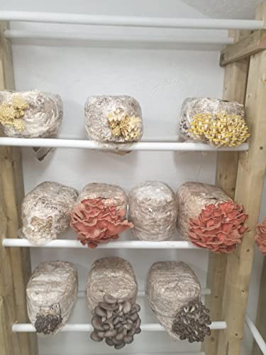 Mushroom Grow kit - Ready to Grow Blue Oyster Mushroom kit, (Pleurotus ostreatus) Foragers Table