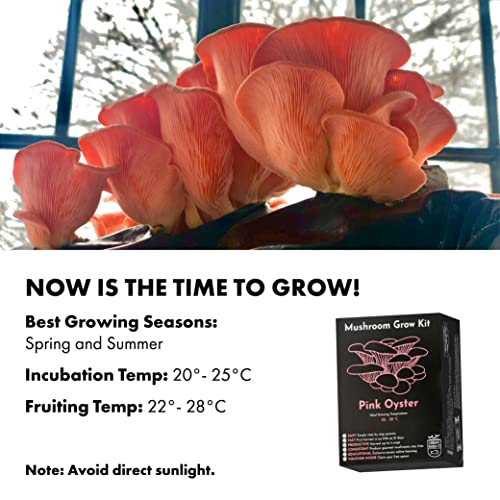 Urban Farm-It - Mushroom Growing Kit, XL Pink Oyster (Pleurotus Djamor), Easy to Use and Fast Growing, Includes Voucher to Claim Living Spawn Separately for Better Yield and Gifting